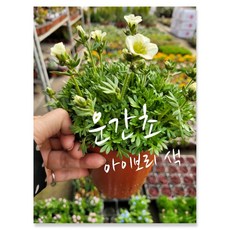 운간초