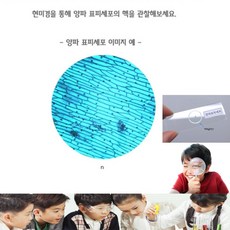 양파표피관찰