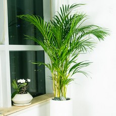 청페88