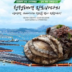 완도전복1kg10미