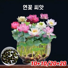 [당일배송] 10+10/20+20 연꽃 씨앗 연못 수중재배 꽃씨앗 미니 수련 연꽃 실내식물, 10+10, 1개