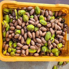 고흥 햇피칸 생과 2kg 산지 직배송 직접 재배 수확 판매, 1개
