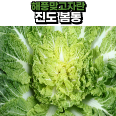(해풍맞고자란) 제철출고 전라도 진도 해남 봄동배추, 1박스, 2kg