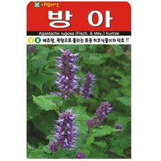 방아 씨앗 약초 나물 씨 종자, 3개