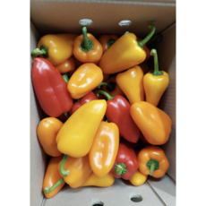 [국내산] *산지직송 가정용 미니 파프리카 삼색혼합, 1개, 1kg