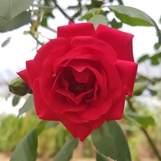 19e7d232f4dba6322cbc7b9f8c294feba678be0b37df5e7b123550151efe.jpg