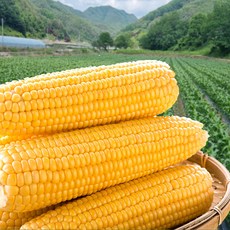 초당옥수수 국내산 고당도 특상품 산지직송 띵작상점, 20개