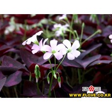 사랑초키우기