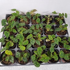 이케아렉스베고니아