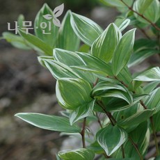 [나무인] 무늬둥굴레 포트묘 12포트