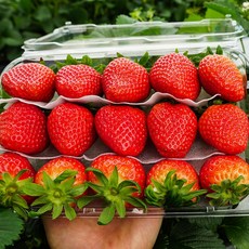 작목반장 고당도 설향 홍희 딸기거창 산지직송 대왕 생딸기, 1개, 설향딸기1kg