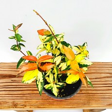 황금마삭줄