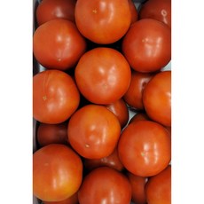 따옴농장토마토