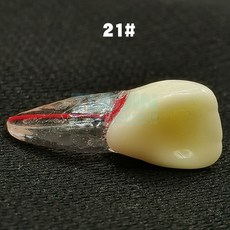 구강교육치아모형대형