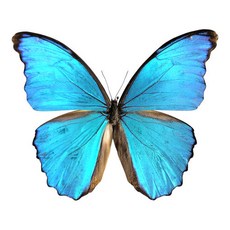 Morpho didius 디디우스몰포나비 모르포나비 나비표본, 1개
