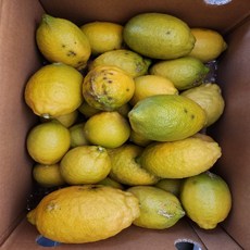 [제주직송] 제주 제철 무코팅 신선 생 레몬, 1개, 레몬 3kg (못난이)