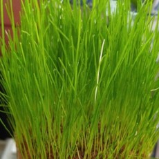  새싹키우기 물잔디 잔디 인형 식물 원예 씨앗 품종 종자 500g 씨, 단품 