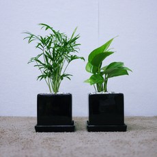 꽃피우는청년 냄새제거 주방에서 키우기 좋은 실내공기정화식물 2종 세트 (스킨답서스 테이블야자), 유광 사각 블랙