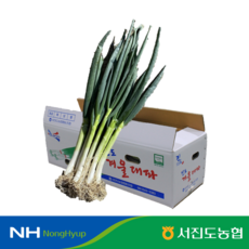 [서진도농협] 진도 겨울대파 3kg, 1박스