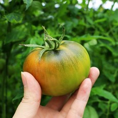과일꾼 정품인증 대저 짭짤이 토마토, 01. 대저 짭짤이 토마토 2.5kg 중과