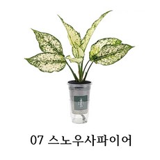 고무나무수경재배