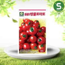 솔림텃밭몰 원홍3호방울토마토씨앗 50립 토마토씨앗 방울토마토, 1개