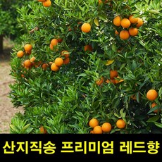 제주고씨네