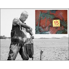 삼부자신안뻘낙지