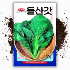 씨앗팜 돌산갓 씨앗 종자 20g 갓 씨, 1개