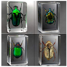  장수풍뎅이표본 애사슴벌레 과학키트 넓적사슴벌레 곤충표본만들기키트 백엽상 곤충박제, 에메랄드풍뎅이+화이트풍뎅이+붉은다리풍뎅이+동꽃풍뎅이 