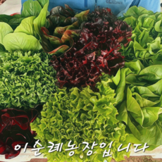 채소맛집! 이순례농장 유럽"통"샐러드 버터헤드 카이피라 이자벨 파게로 오비레드 크리스타벨 미니로메인 등 랜덤 발송!!, 1kg, 1박스, 1kg