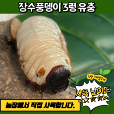 [유충] 장수풍뎅이 애벌레 3령 유충, 암수한쌍+유충병