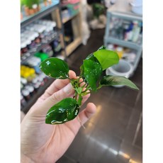 나나수초 TOP01