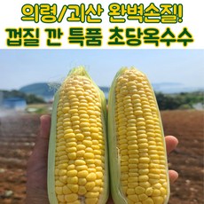 손질초당옥수수