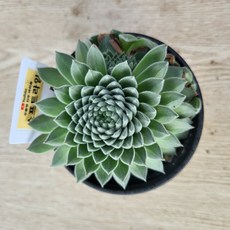 진주바위솔