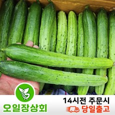 행사< 오일장 상회 > 국내산 백오이 백다다기 다다기오이 특품 49개내외(44~50)’></p>
<p style=