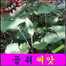 토속씨앗 향과 맛이 좋은 곰취 씨앗 100알 /GR3