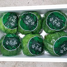 즙오빠 양상추 6통 업소용 Green one 고냉지 셀러드 개별포장(스티로폼), 6개, 500mg
