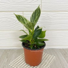 그늘에서잘자라는식물