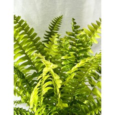 무늬보스턴고사리