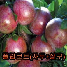 플럼코트(자두+살구)나무 접목1년특묘 나무 묘목 유실수 과일나무 과실수 플럼코트실나무