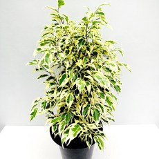 에덴플랜트 스트라이트 벤자민 대품 무늬벤자민 칼라 공기정화 고무나무 실내식물 인테리어, 1개
