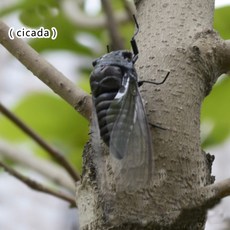 매미장난감