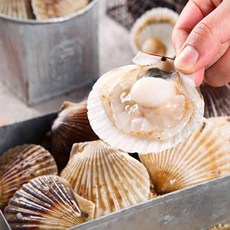 통영 제철 비단 홍가리비 4kg(100미 내외)세척 선별 조개구이, 1개