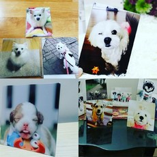 반려견양모펠트액자