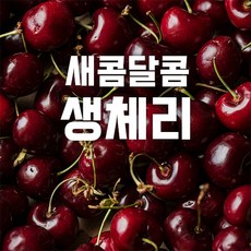 프리미엄체리 TOP01