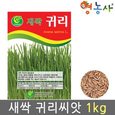 새싹 귀리 씨앗 1kg, 1개