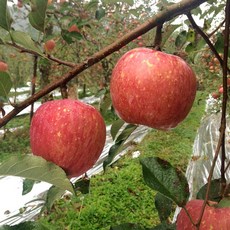 애플팜스 거창사과 고랭지 꿀맛 부사 가정용 흠과 10kg, 1개, 10kg  흠집 중과 (32-36과)