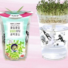유치원 초등생 새싹키우기 수경재배키트 모종 시골집 초등저학년, 1개