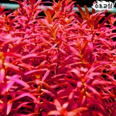 블러드레드수초